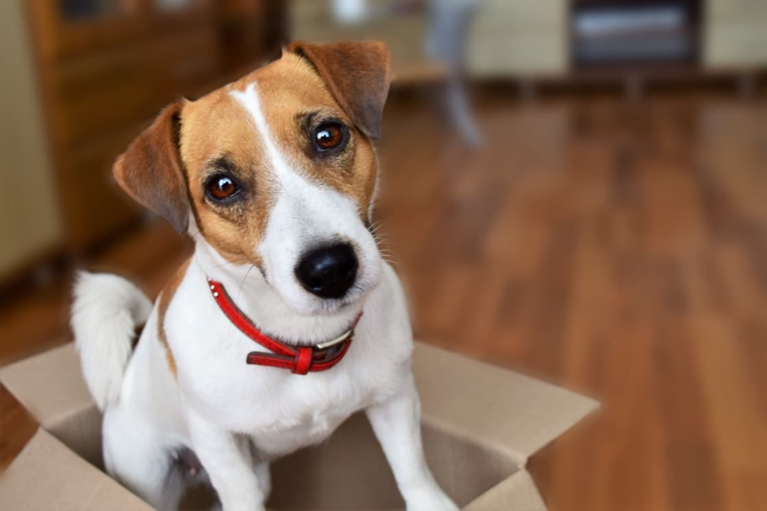 Veterinary Management Software